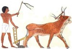 cow_plow
